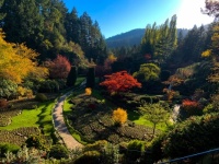 The last colors of the Japanese maples in mid-November at the Butchart Gardens