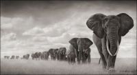Elephant Procession