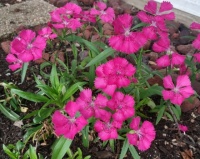 Eye-popping Dianthus