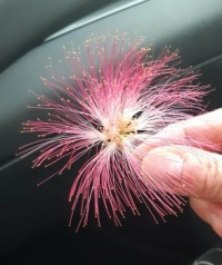 Blüte