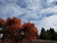 Fall in Grass Valley CA