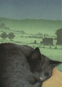 Black Cat in Pasture
