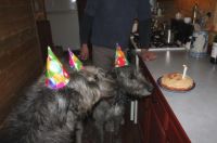 Wolfhound Birthday Party.  Complete with hats!