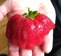 Mutant strawberry?