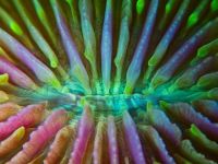 Mushroom Coral (by Carlos Bombardelli)