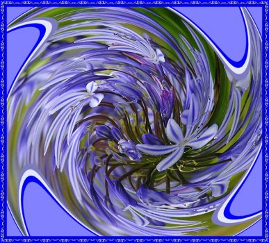 Agapanthus in a whirl.