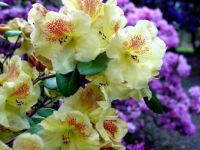 Golden Witt Rhododendron