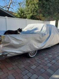 Milo on the Ranchero