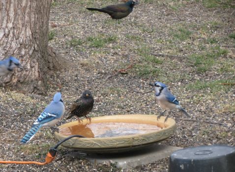 Blue Jays, Starling and Grackle