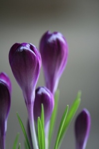 💜☘️ Spring is violet ☘️💜