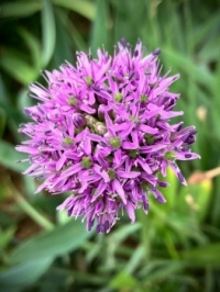 Allium
