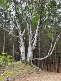Old white paper birch