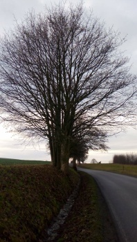 Strom u silnice