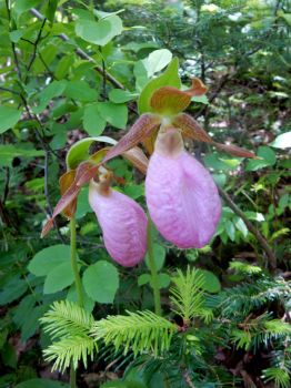 Lady Slipper Orchids