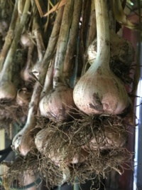 Garlic curing in the shed