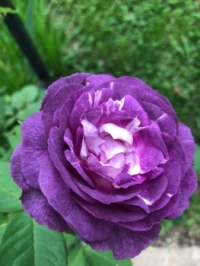 Lavender crush