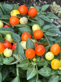Decorative peppers