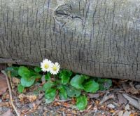 Living under a log