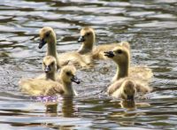 A circle of goslings