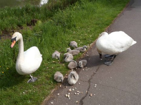 Mum and Dad Swans with 9 cygnets 23.05.2013