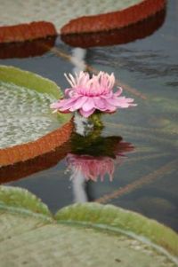 Victoria Amazonica