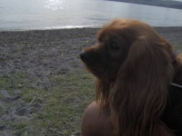 GREY OVER LAKE TAUPO , RATA STILL LIKED IT- NEW ZEALAND