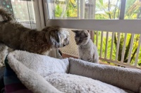 Miss Millie and Smokey