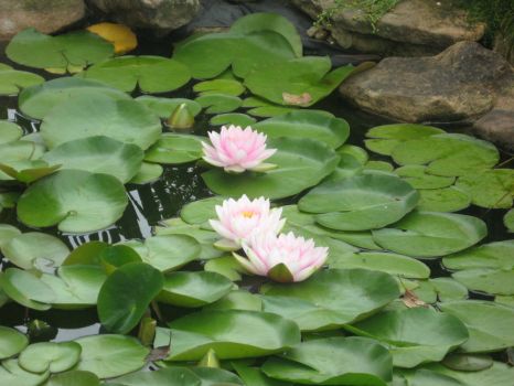 water lilies