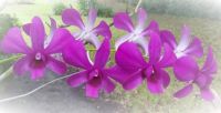 One of My Outdoor Orchids