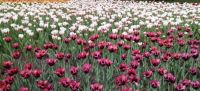Tulip festival- Ottawa