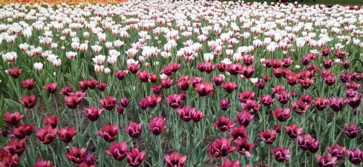Tulip festival- Ottawa
