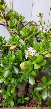 JADE? PLANT