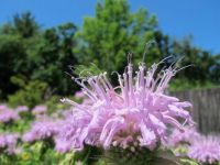 bergamot