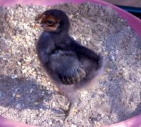 Brown chick still looking brownish