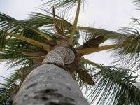 bermuda palm
