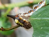 Caterpillar of the brown-tail moth 