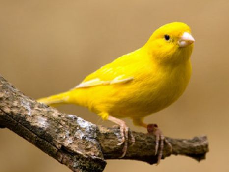 yellow_bird
