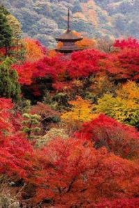 AUTUMN IN KYOTO  favouritenature