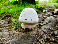 Fungus Finds