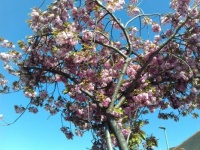 Spring blossom 0422