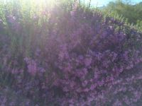Purple Sage (smaller for Silvestra)
