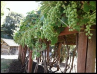 ~Grape vines~