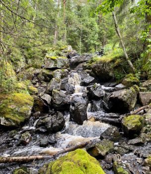Forest waterfall - sågsnårsfallet, sweden