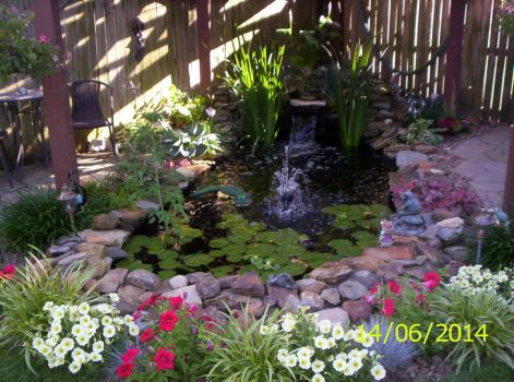 Our Pond in June 2014