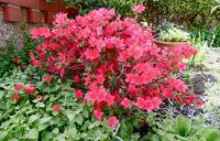 The best my azalea has flowered.