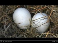 one of these eggs should hatch tonight, or tomorrow, and the second, the next day or two