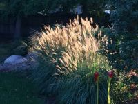 Grasses