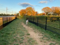 rescued greyhound enjoying dog park