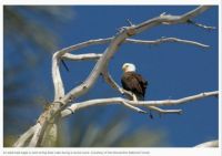 Bald eagle