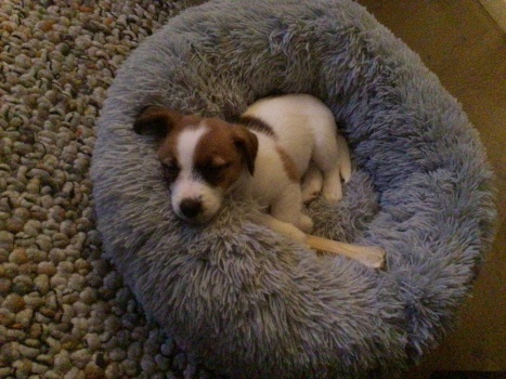 A Jack Russel Terrier (about 10 wks. Old)